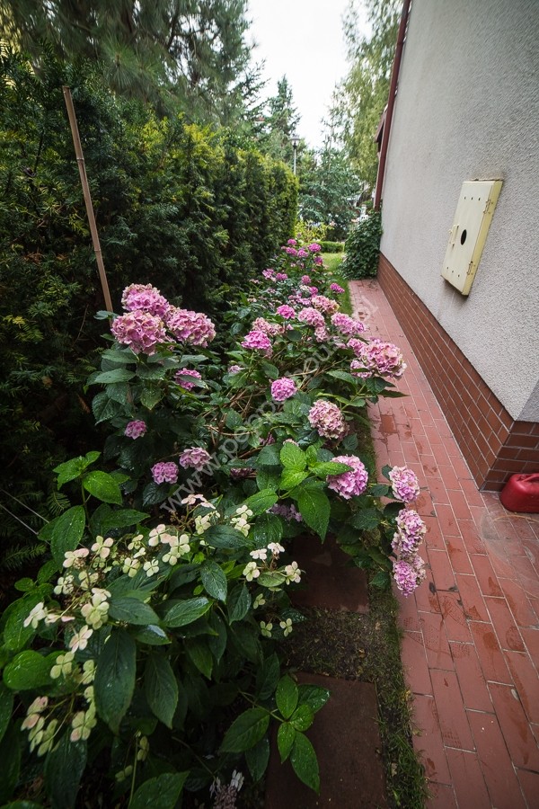 Dom do wynajęcia, Gdańsk, Osowa, Posejdona - zdjęcie ofertowe nr 10