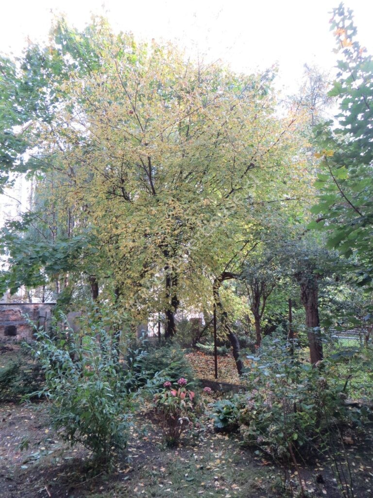, pomorskie, Gdynia, Warszawska - listing photo no. 7
