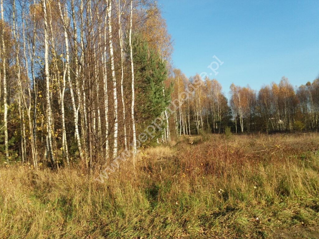 , pomorskie, Łężyce, Jodłowa - listing photo no. 5