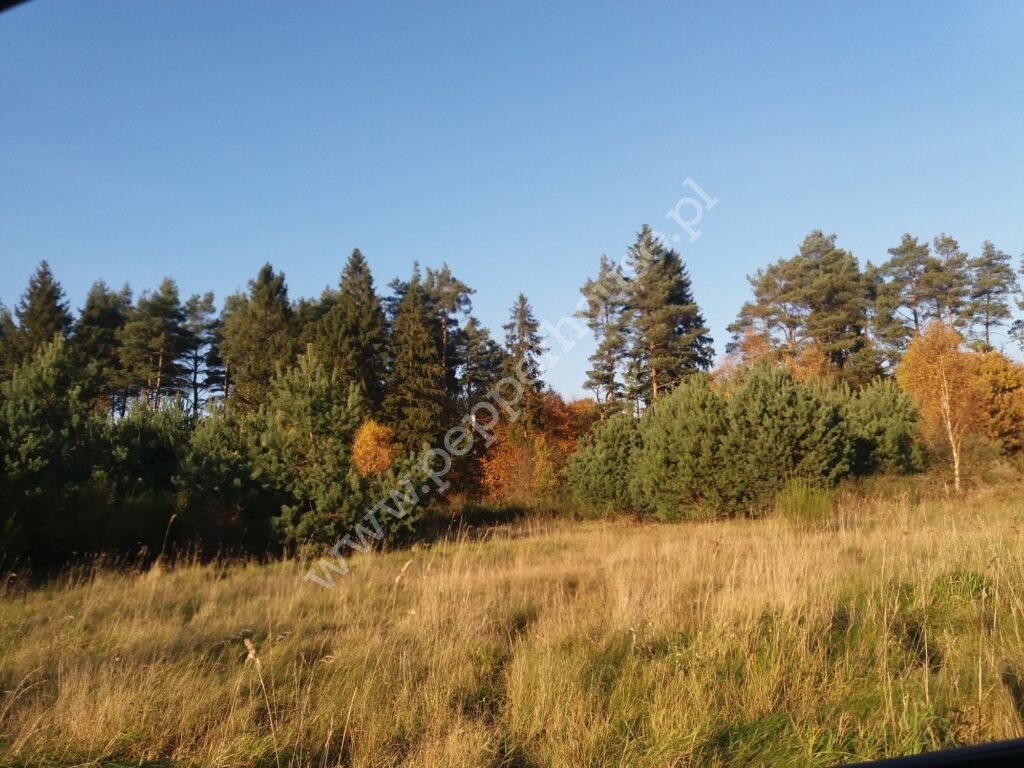 , pomorskie, Łężyce, Jodłowa - listing photo no. 3