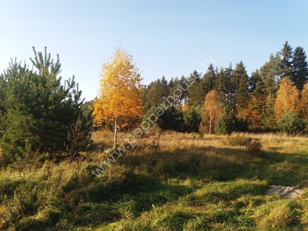 , pomorskie, Łężyce, Jodłowa - listing photo no. 1