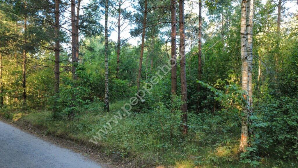 Działka na sprzedaż, pomorskie, Bąk - zdjęcie ofertowe nr 5