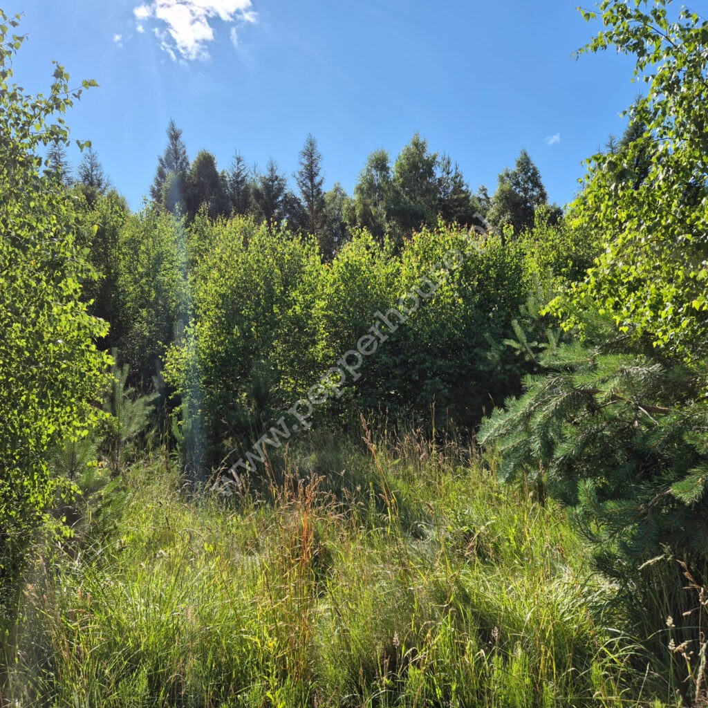 , pomorskie, Domatówko, Sosnowa - listing photo no. 7
