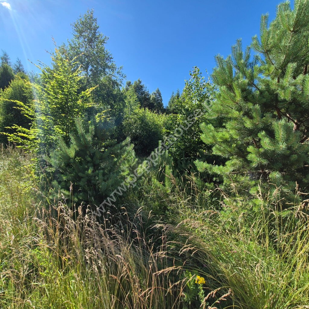 , pomorskie, Domatówko, Sosnowa - listing photo no. 12