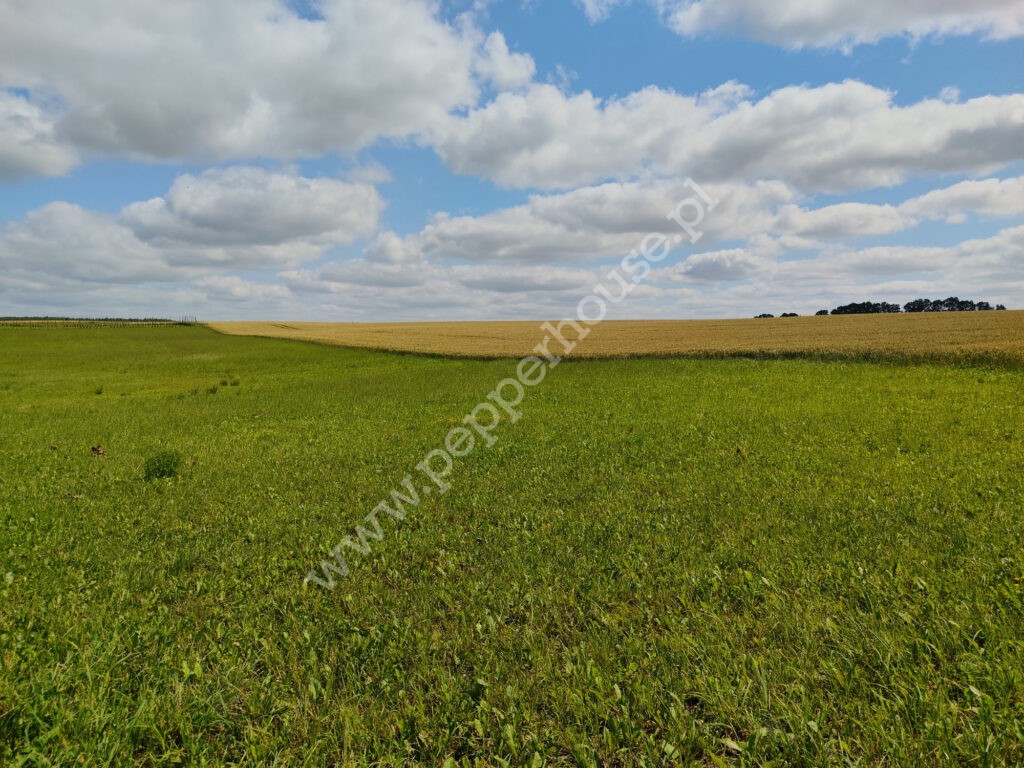 Działka na sprzedaż, warmińsko-mazurskie, Stegny - zdjęcie ofertowe nr 3